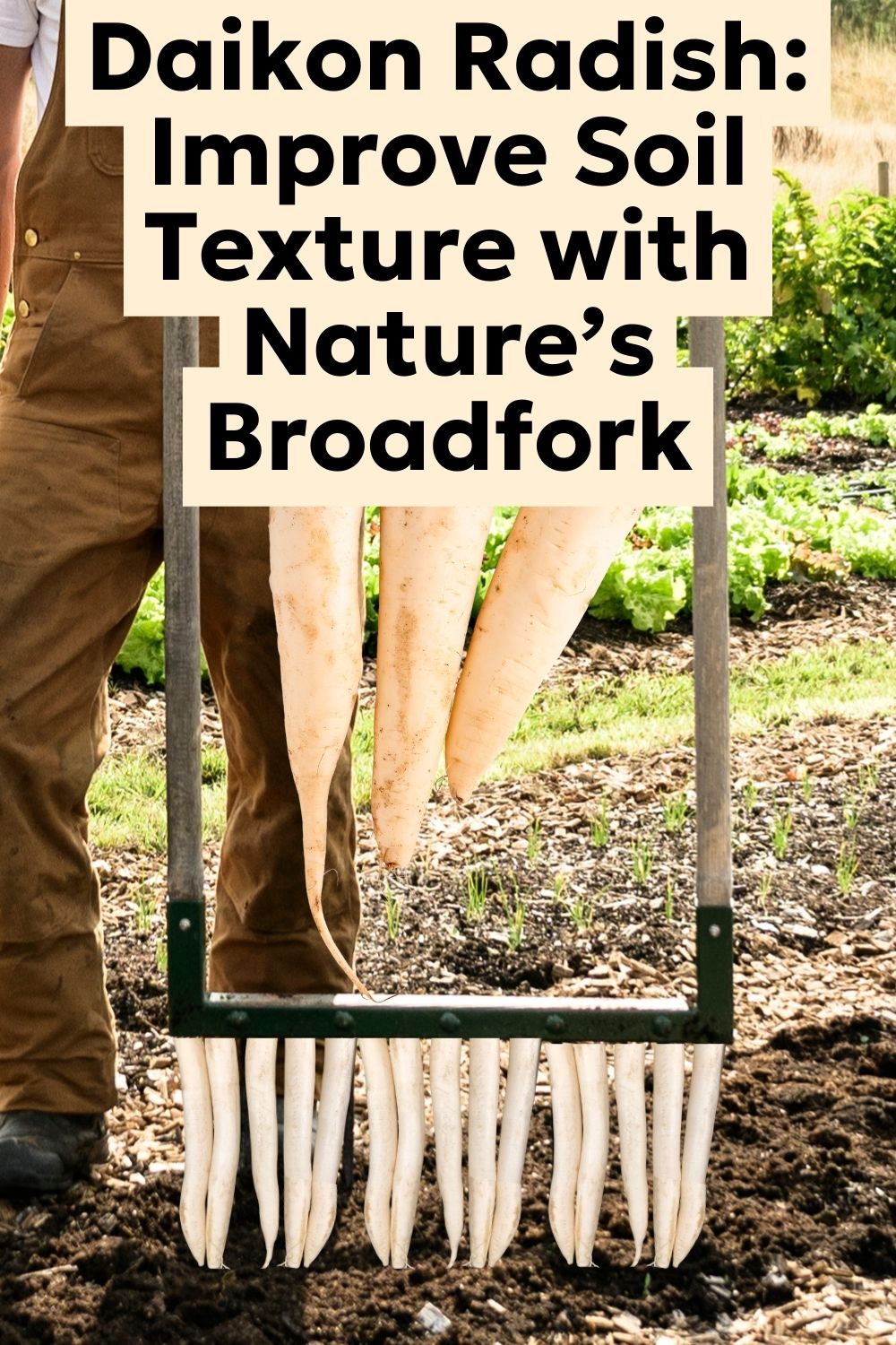 Daikon Radish The Ultimate Transformer that Builds Soil Health